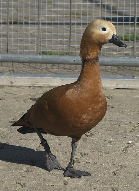 中国香港队