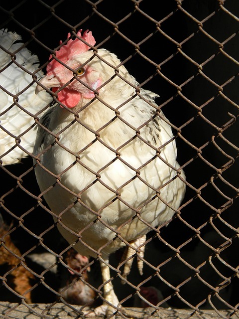 冠军文化 冠军文化