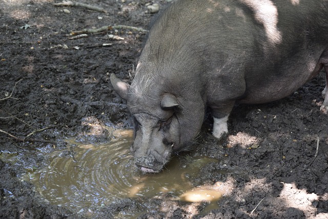 相比于雄鹿 相比于雄鹿